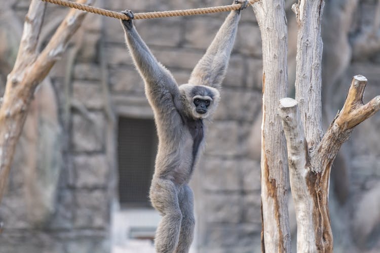 Monkey Hanging On Brown Rope