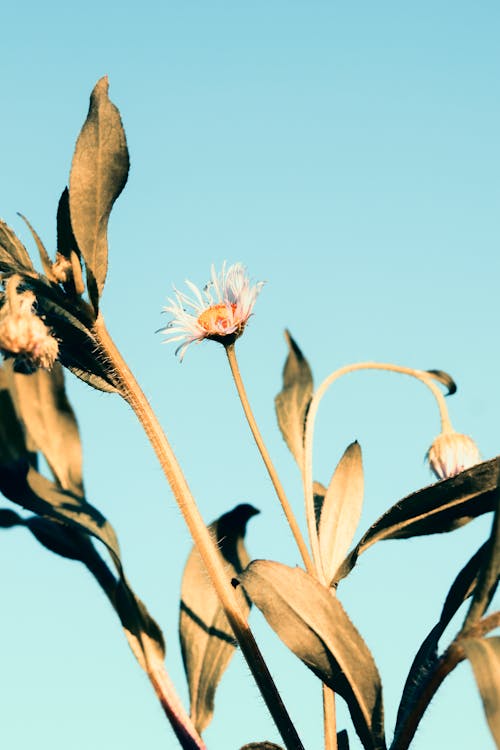 Flowers on green stem with leaves on blue background