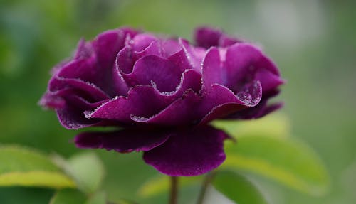 бесплатная Фиолетовый цветок с лепестками Стоковое фото