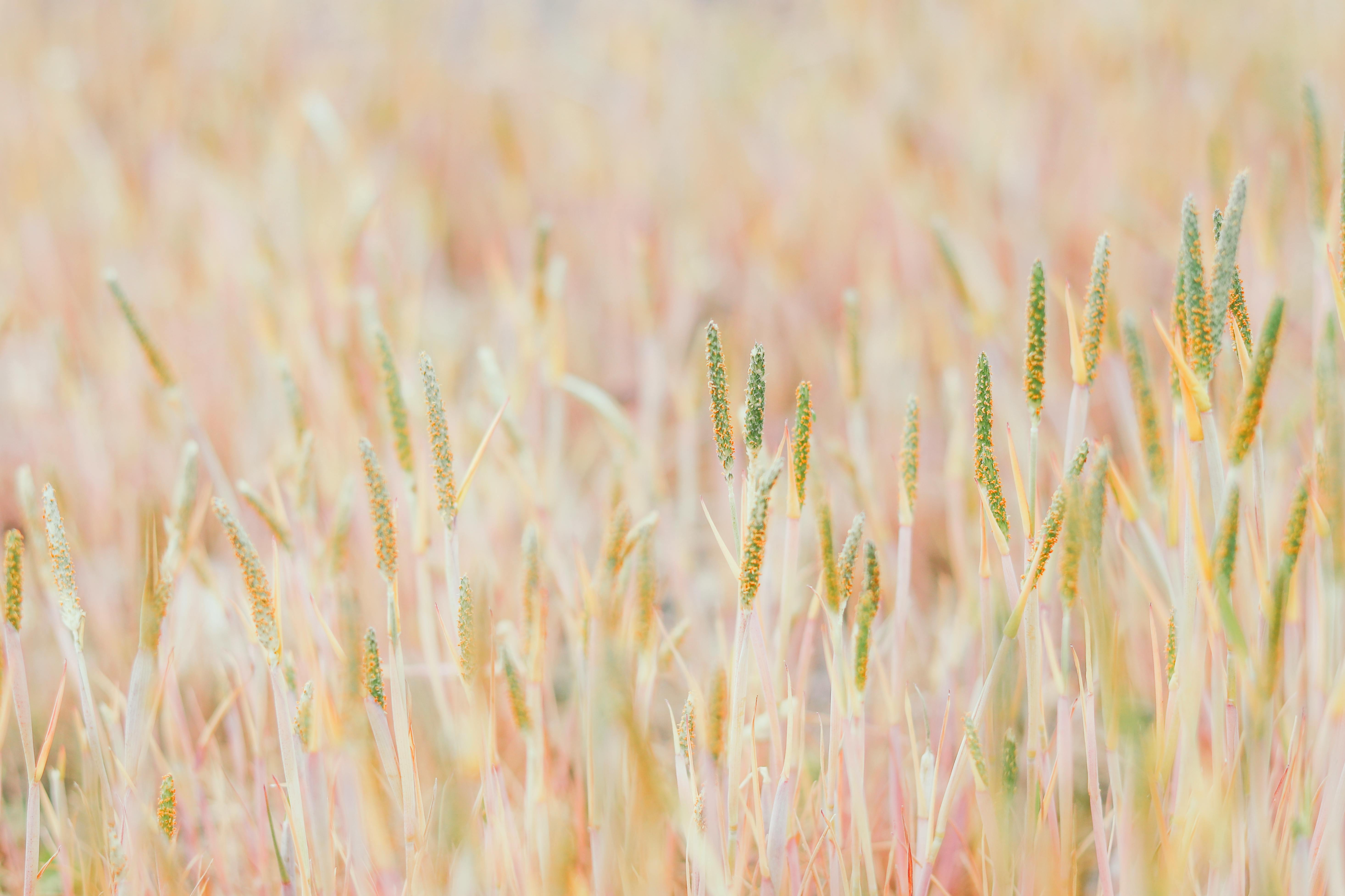 Dry grass and plants growing on field in countryside · Free Stock Photo