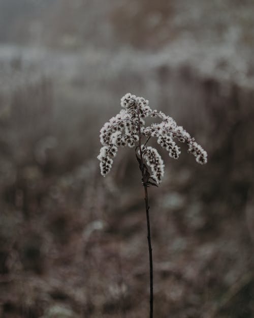 Kostenloses Stock Foto zu außerorts, blume, botanik