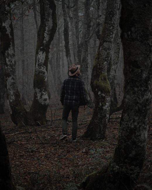 Full body back view of anonymous male explorer in hat strolling in woods with tall tree trunks in misty forest