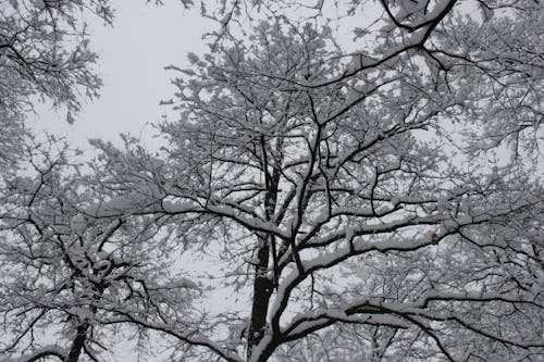 Kostenloses Stock Foto zu schnee, winter, zweig