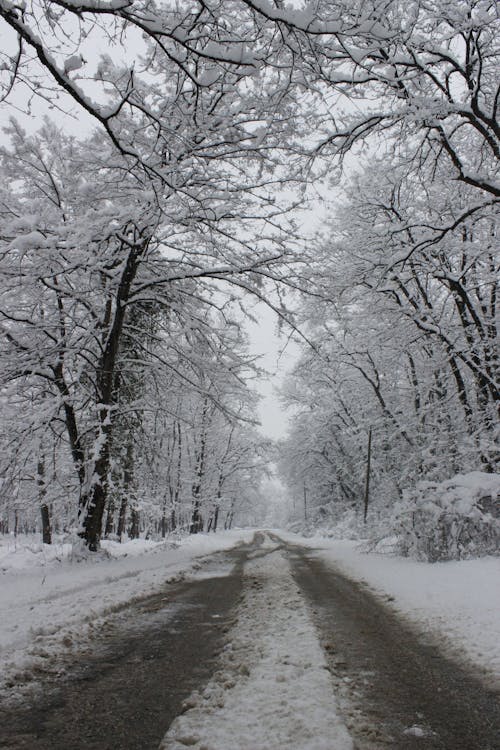Immagine gratuita di foresta, inverno, neve
