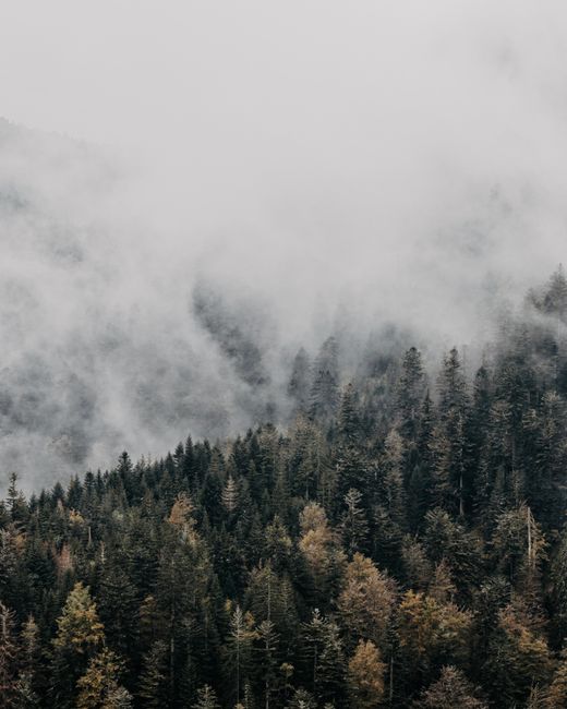 Drone view picks of green trees growing in dense coniferous woods covered with fog on gloomy day in wild nature