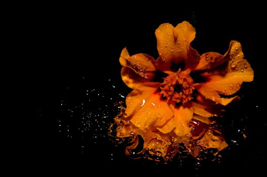 Orange Flower Illustration