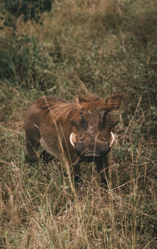 Portrait of a Wild Boar in Grass