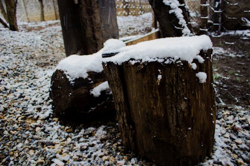 Immagine gratuita di legno tagliato, neve
