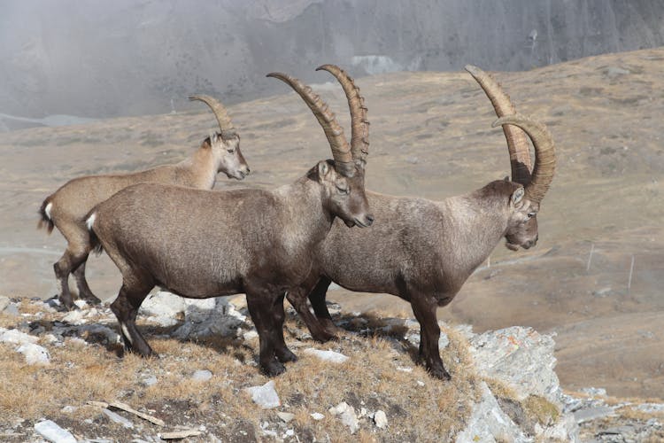 Photo Of Wild Goats