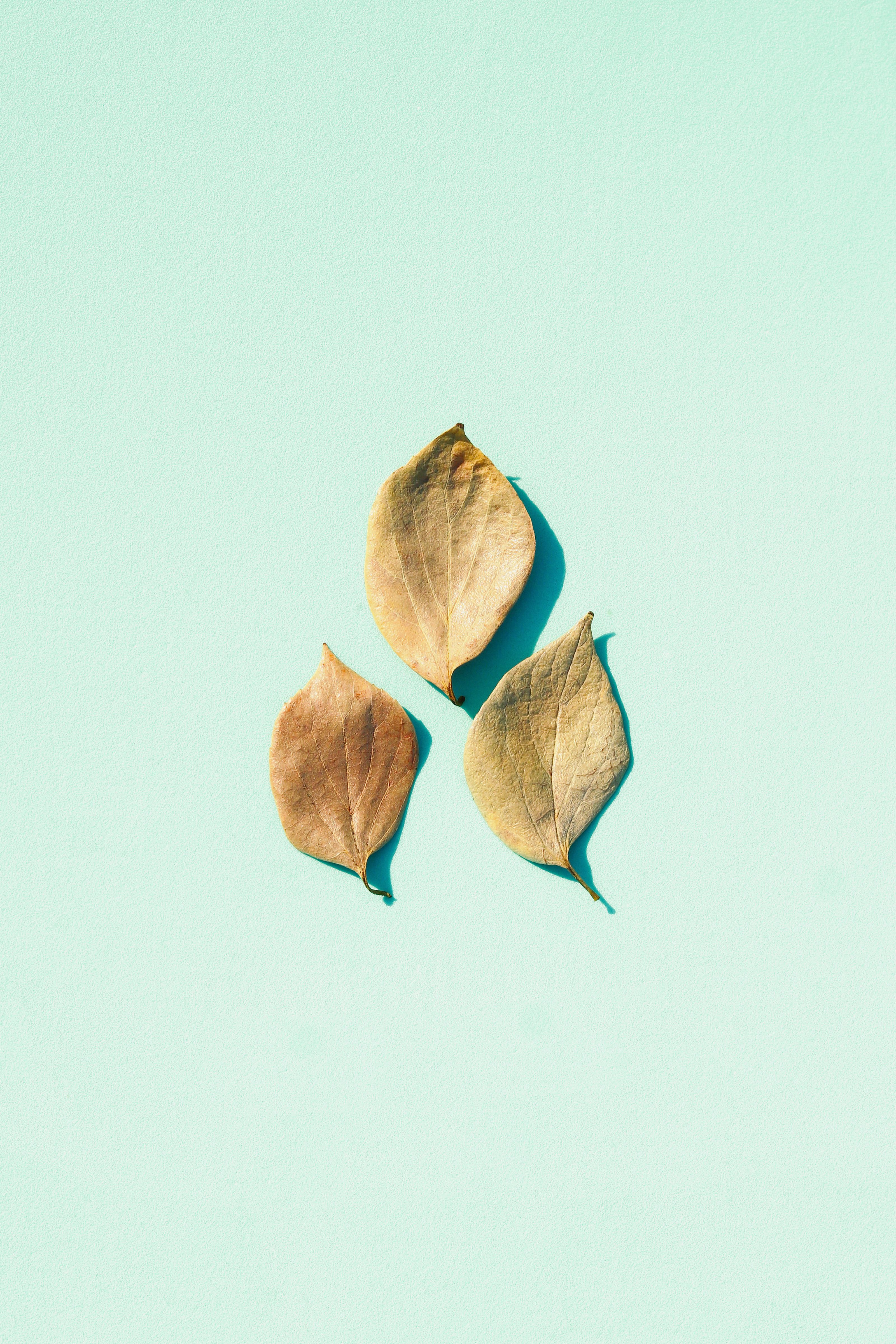 Green leaves of plant on blue background · Free Stock Photo