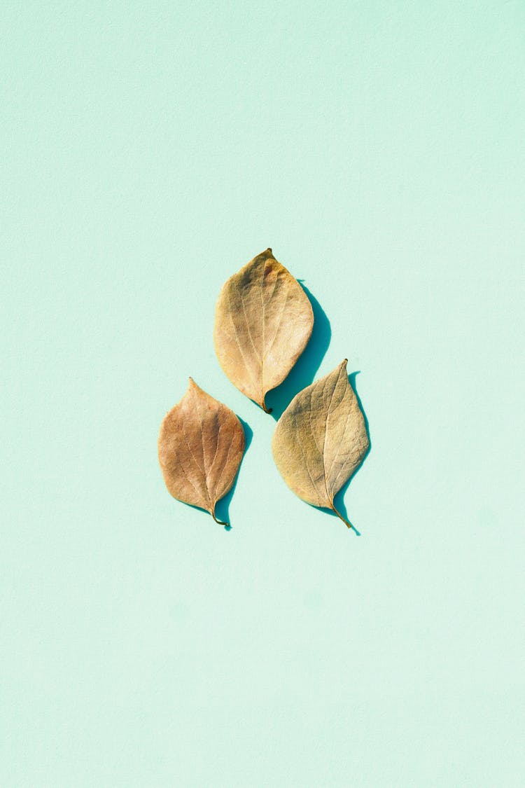 Green Leaves Of Plant On Blue Background