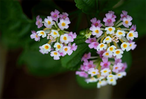 Free Purple and White Flower Photo Stock Photo