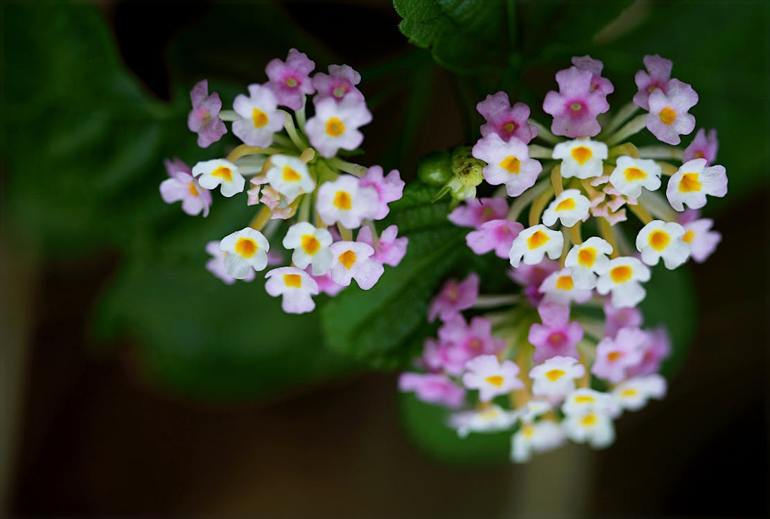 無料 紫と白の花の写真 写真素材
