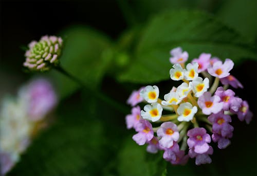 Kostenlos Nahaufnahme Fotografie Von Lila Und Weißen Cluster Blumen Stock-Foto