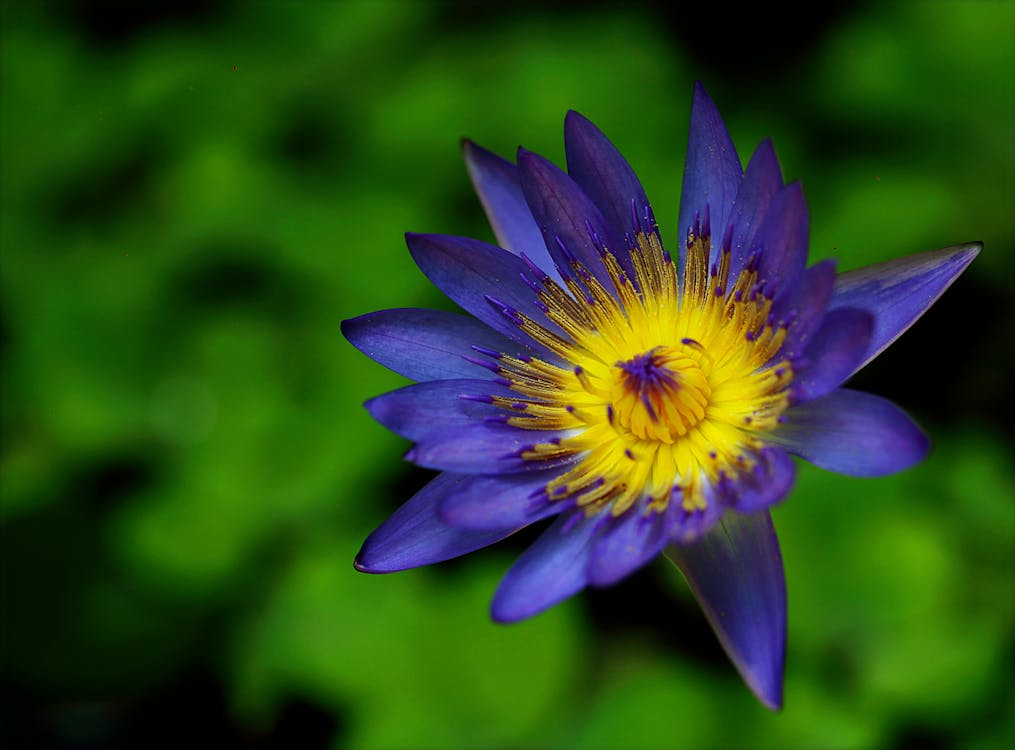 紫と黄色のスイレンの花