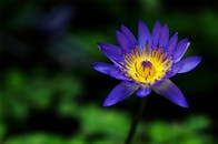 在模糊的绿色背景下，一朵充满活力的紫色莲花美丽绽放，展现出鲜艳的色彩