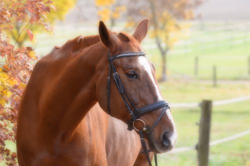 Free A close-up portrait of a chestnut horse with a bridle, set against an autumn background. Stock Photo