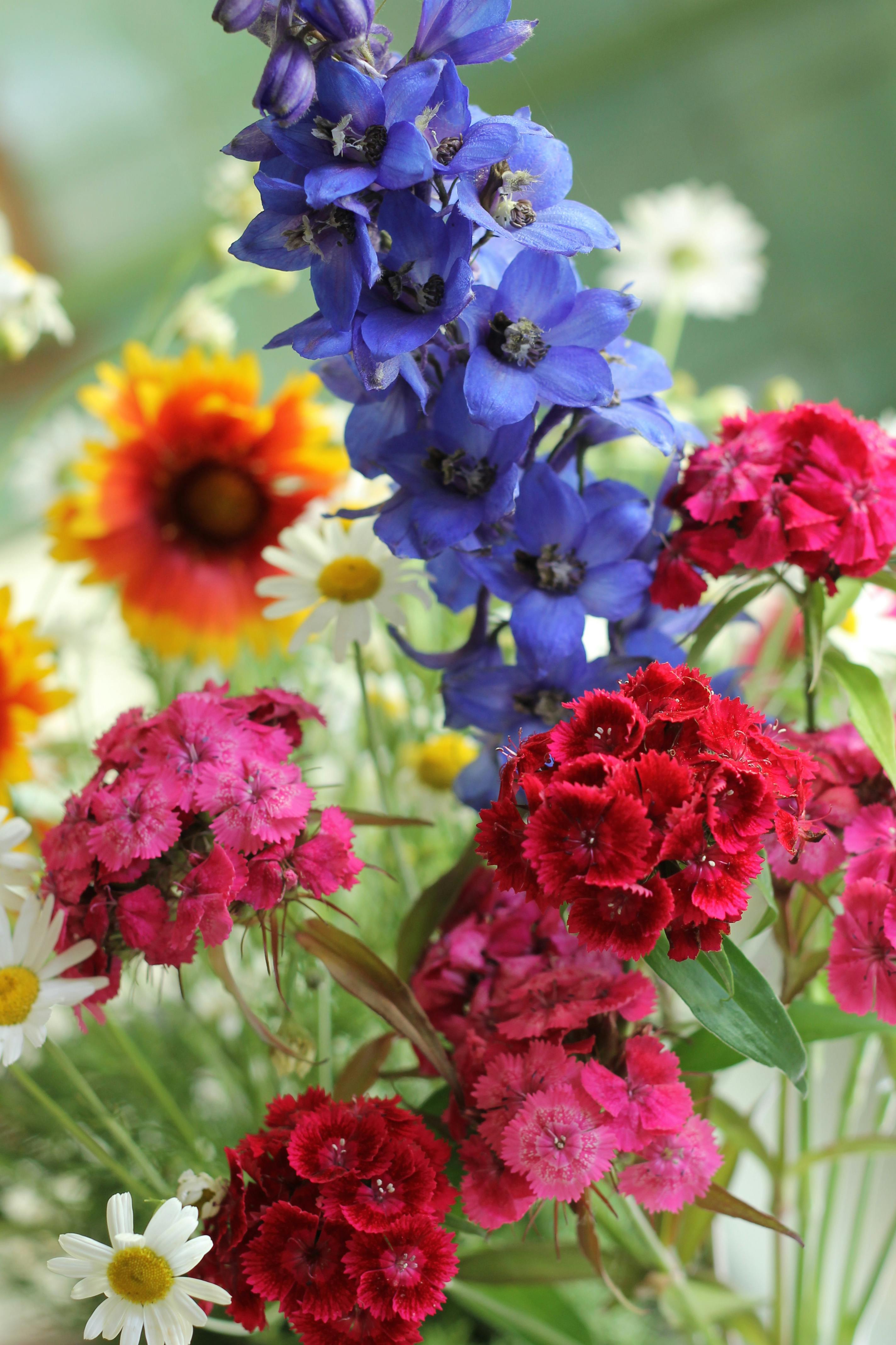 [ColoSach]-a-colorful-assortment-of-blooming-wildflowers,-showcasing-vivid-summer-colors-and-diverse-flora.