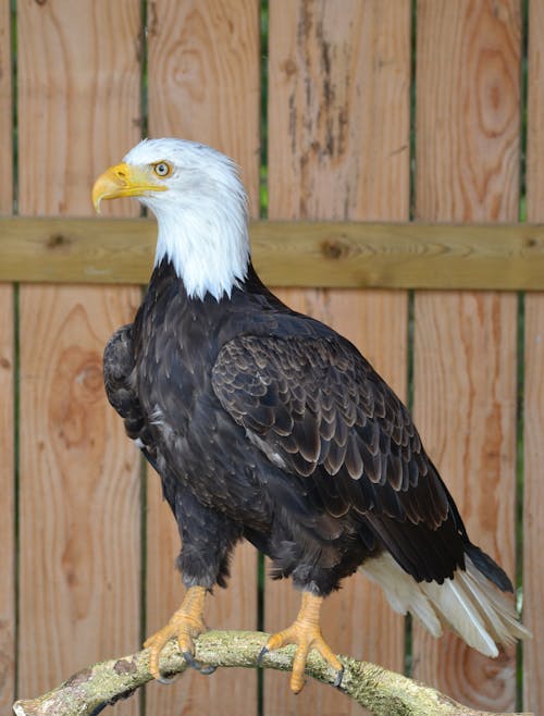 Close-Up Shot of a Bald Eagle Perched on a Wood