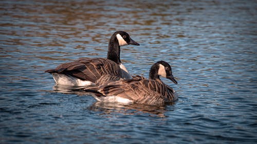 Geese Paddling on the Lake
