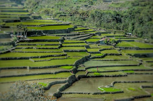 Yeşil Pirinç Terasları