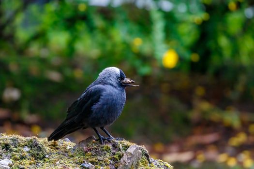 crow photo