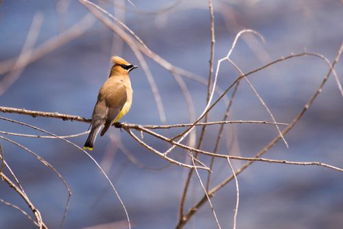 Free A cedar waxwing bird perched on a bare branch with a blurred blue background. Stock Photo