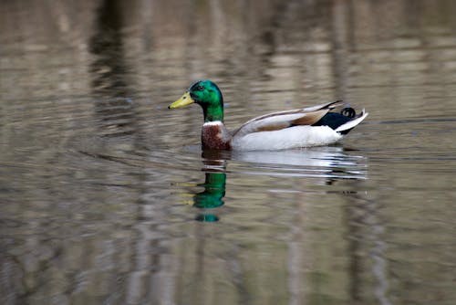 Free A Mallard Duck on the Pond Stock Photo