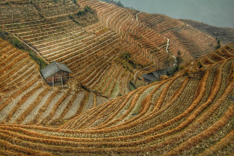 Brown Rice Terraces View