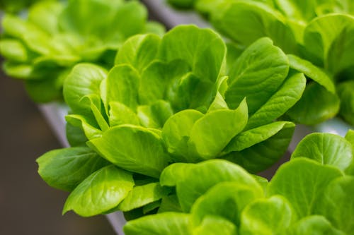 Closeup of Green Lettuce
