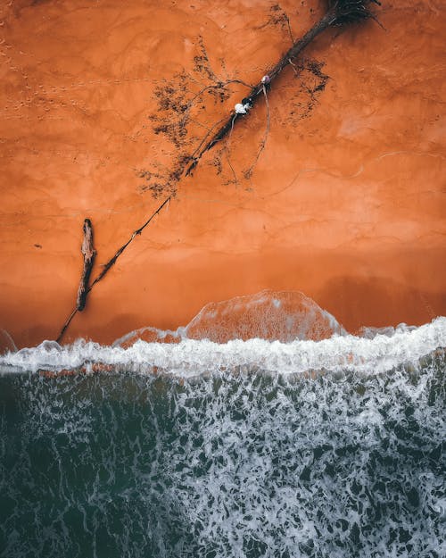 Picturesque aerial view of dry tree fallen on sandy shore washing by foamy turquoise sea in sunlight