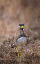 Wild Yellow wattled lapwing on grassy meadow