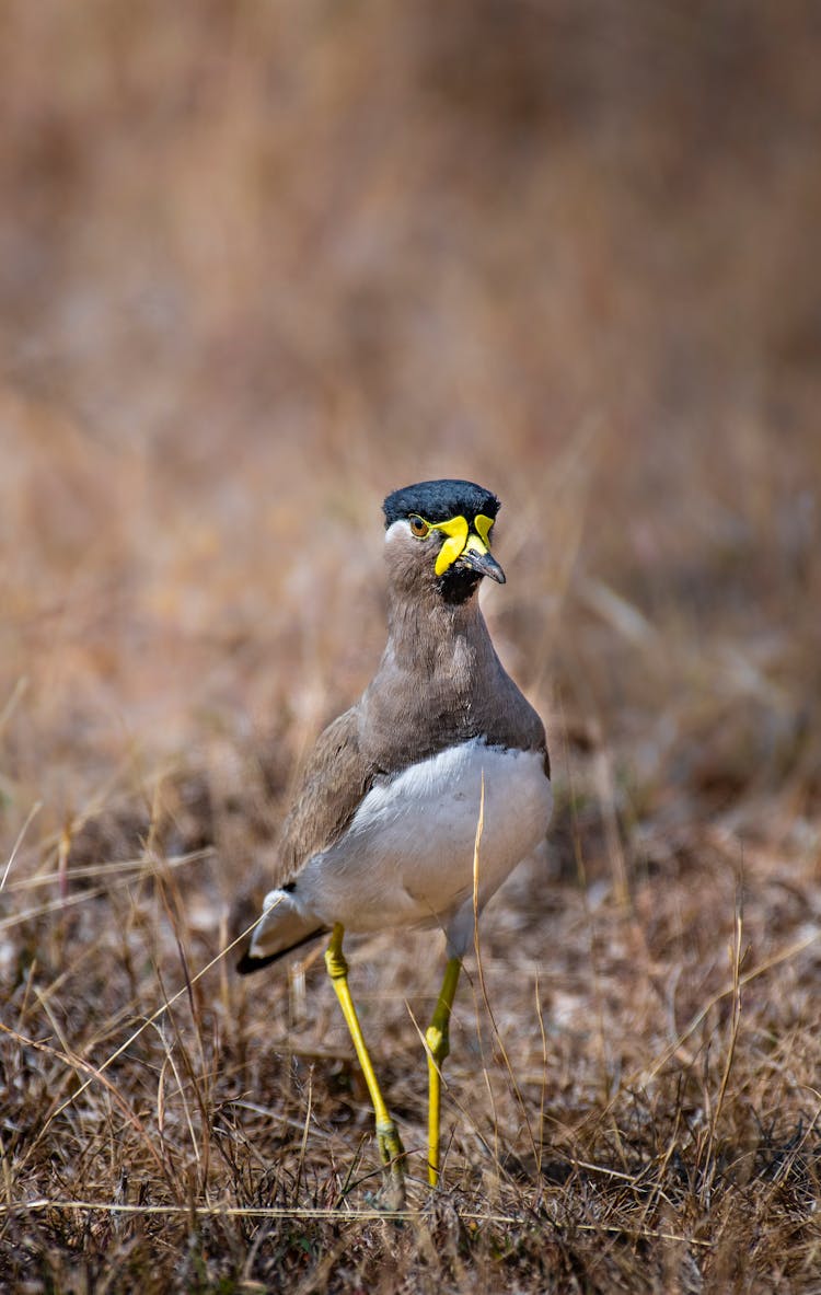 Wild Yellow Wattled Lapwing On Grassy Meadow