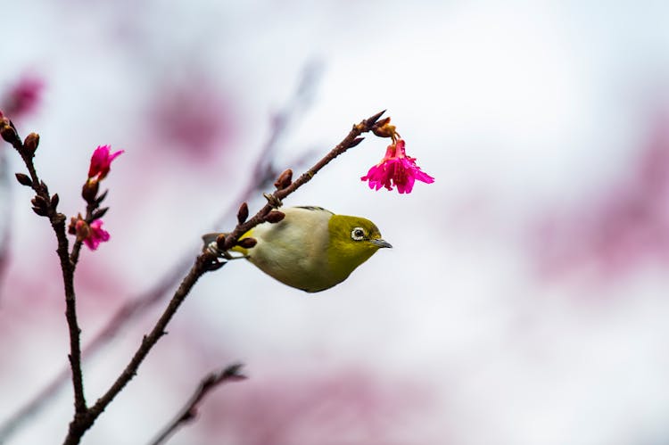 Green Bird Perching On Bush With Pink Flowers