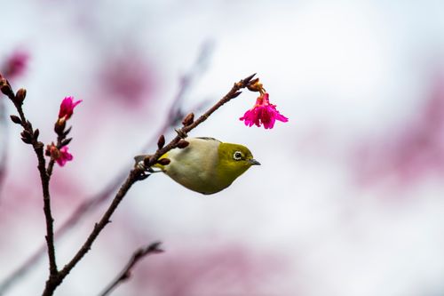 Free A small green bird perches delicately on a cherry blossom branch, showcasing nature's beauty. Stock Photo