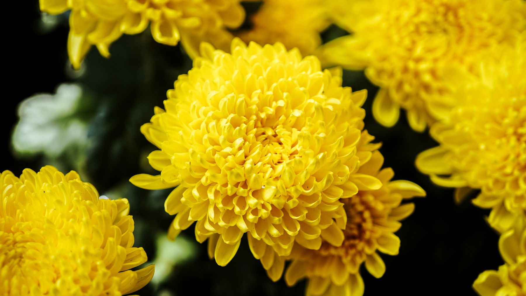 Bright yellow chrysanthemums in bloom, showcasing intricate petal patterns.