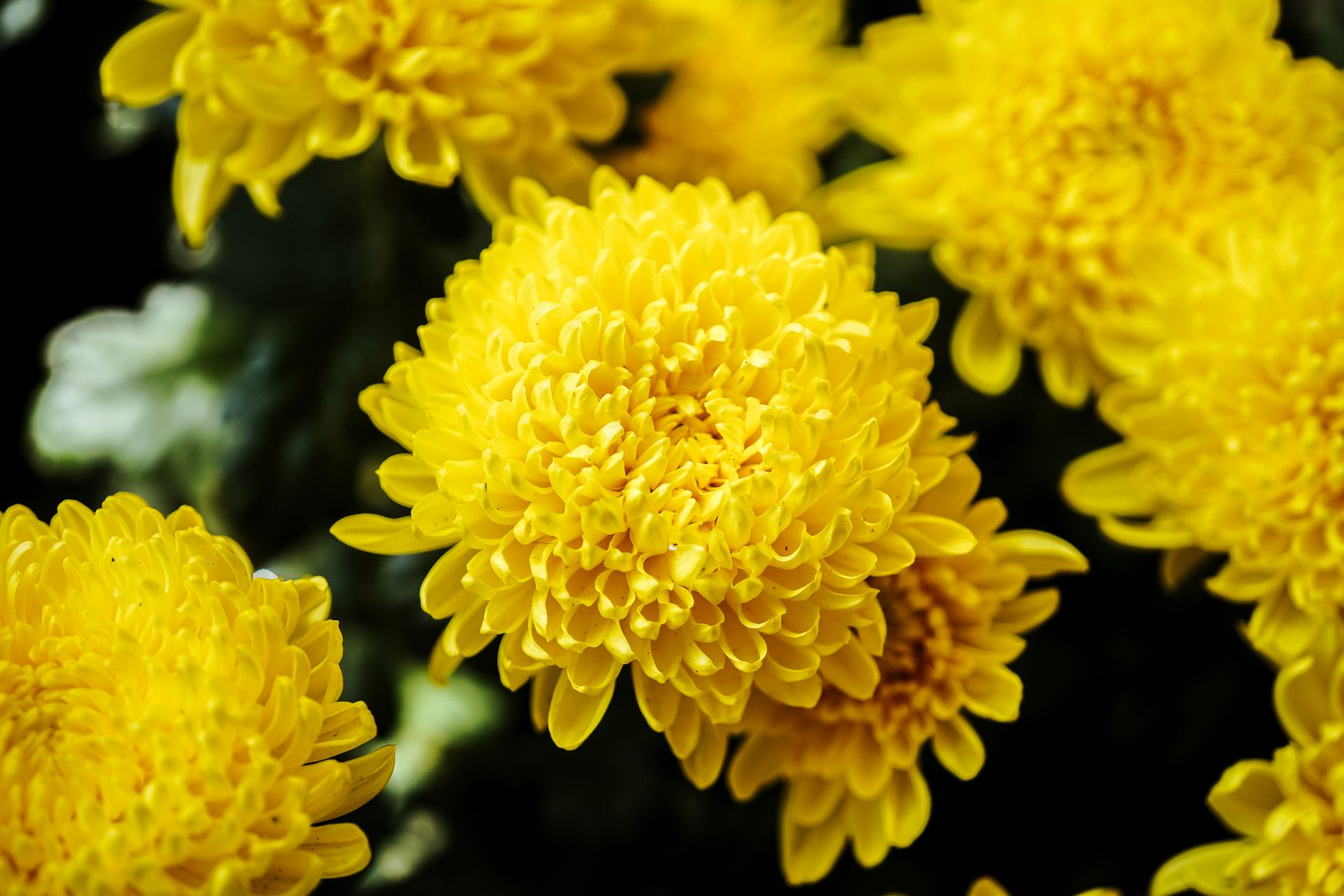 Bright yellow chrysanthemums in bloom, showcasing intricate petal patterns.