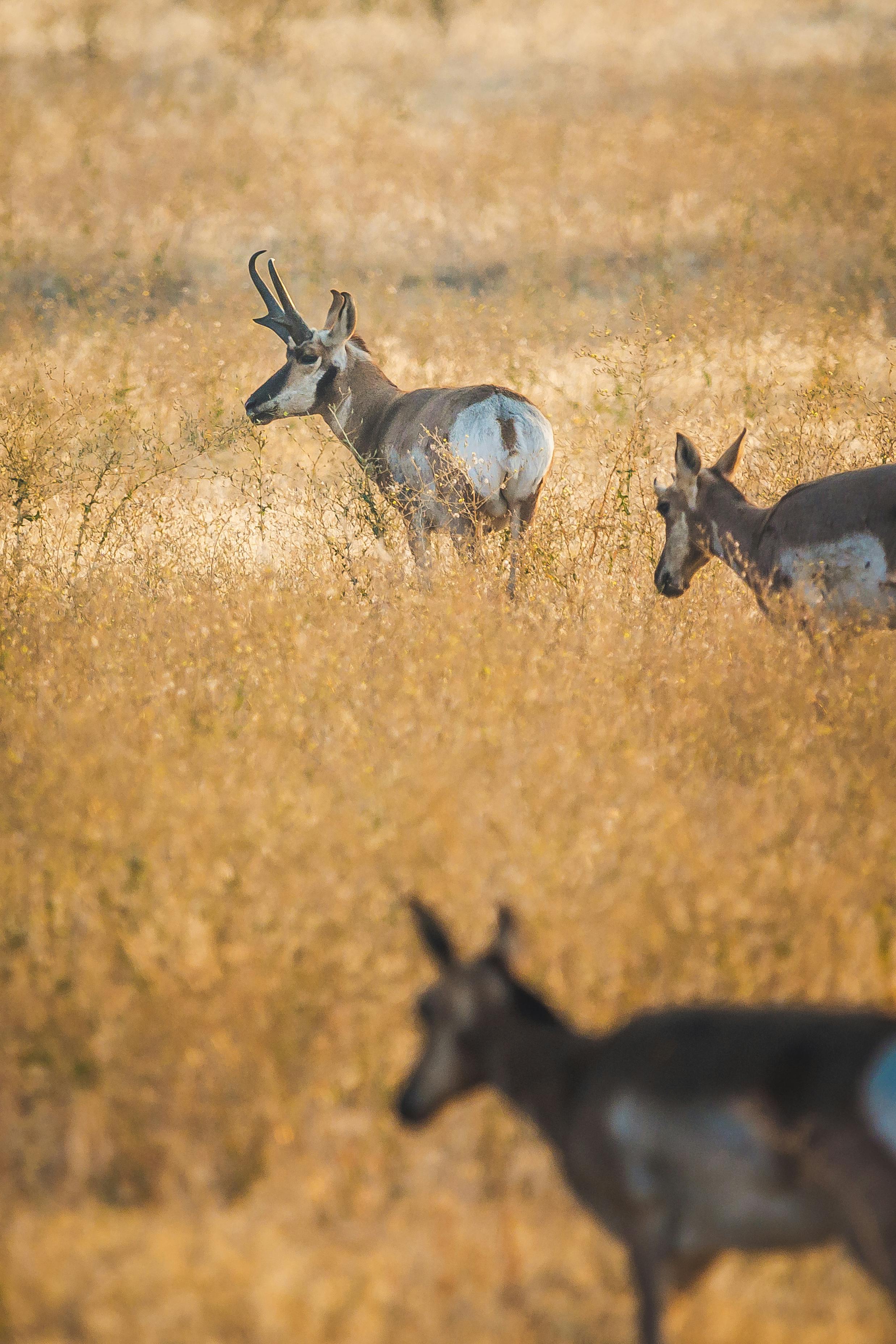 What nationality eats the healthiest?