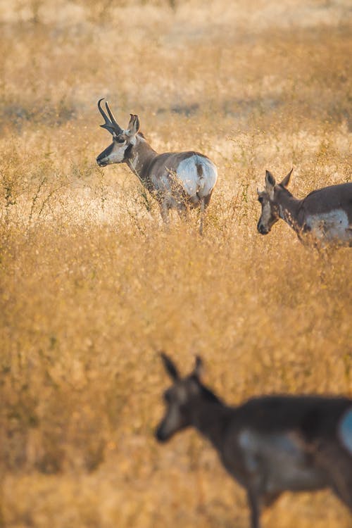 Základová fotografie zdarma na téma antilocapra americana, antilopa, biologie