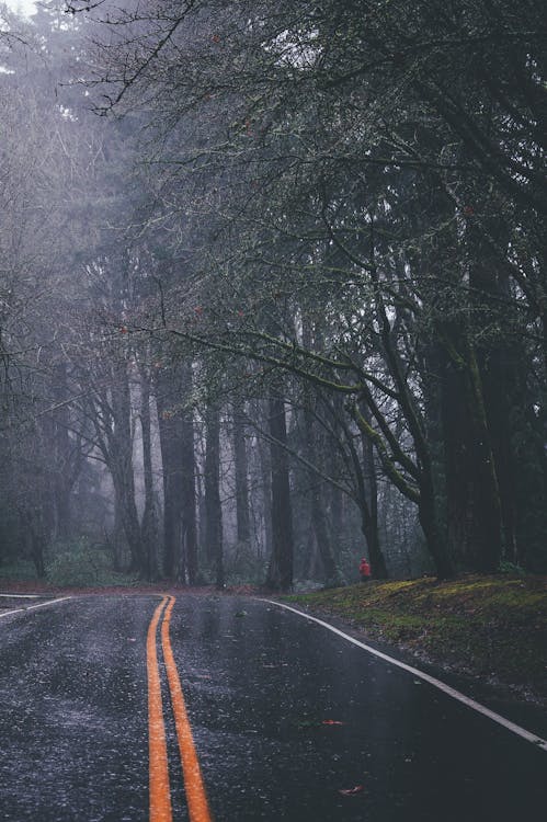 Narrow asphalt road in forest in foggy weather · Free Stock Photo