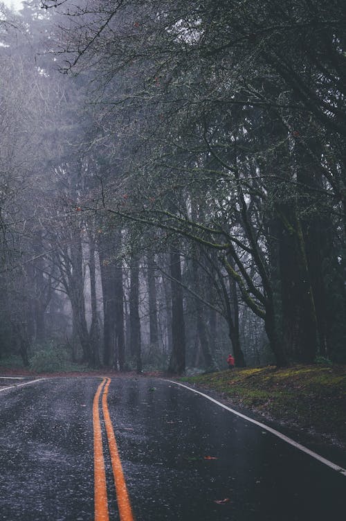 Empty straight roadway with yellow double solid stripe running among leafless trees in gloomy autumn day