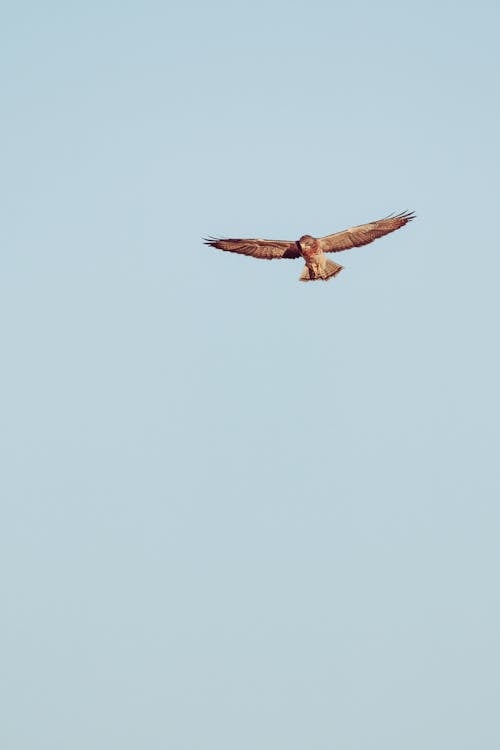 From below of graceful wild predatory bird freely flying in clear cloudless sky with outstretched wings