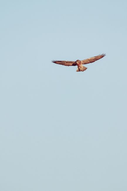 From below of graceful wild predatory bird freely flying in clear cloudless sky with outstretched wings