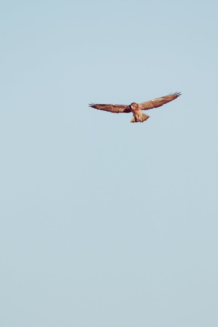 Brown Hawk Soaring In Blue Sky