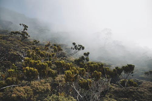 Kostnadsfri bild av borneo, kinabalu, malaysia