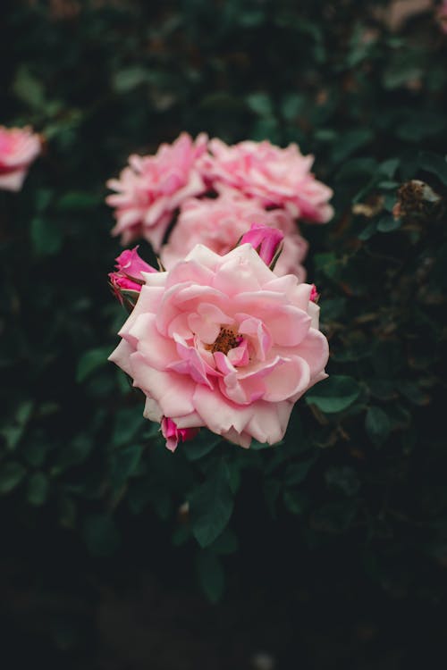 Free Pink Garden Rose in Bloom Stock Photo