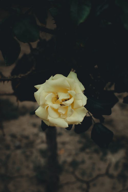 玫瑰綻放, 花, 黃花 的 免費圖庫相片