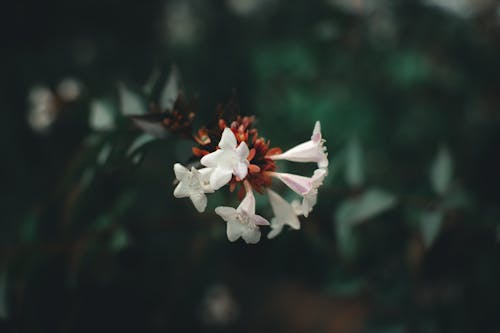 熱愛大自然的人, 白色的花, 綠林 的 免費圖庫相片