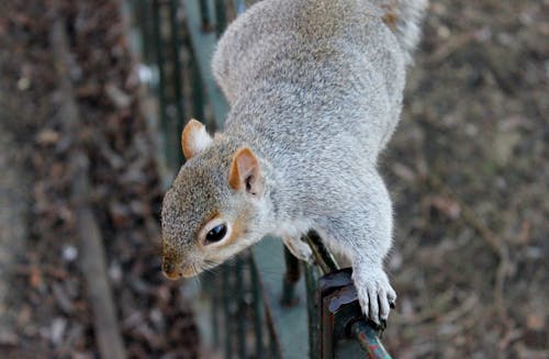 무료 회색 다람쥐 스톡 사진