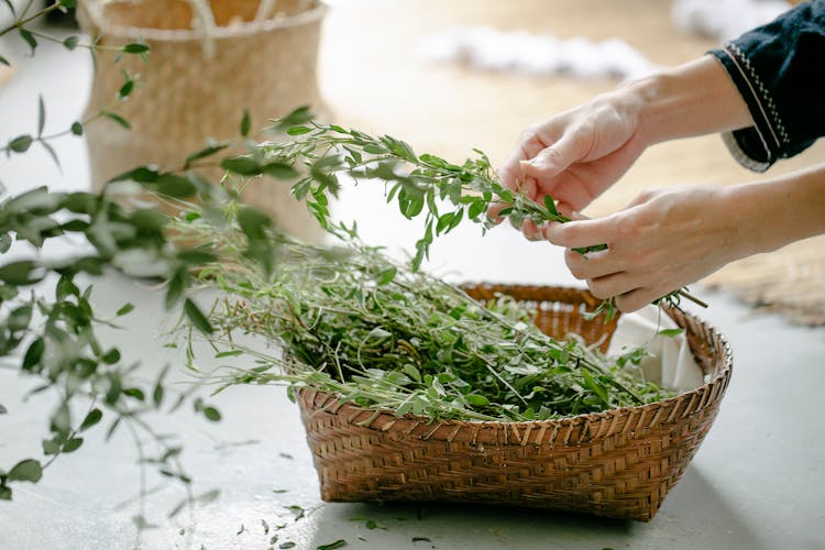 Woman With Herbs In Wicker Basket